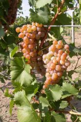 Crbst 2013 11 20 20page 205 20b 20modification 20gastronomie 20vins 20hongrois 1